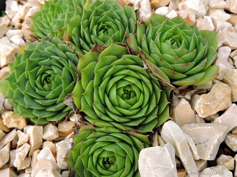 Green Star