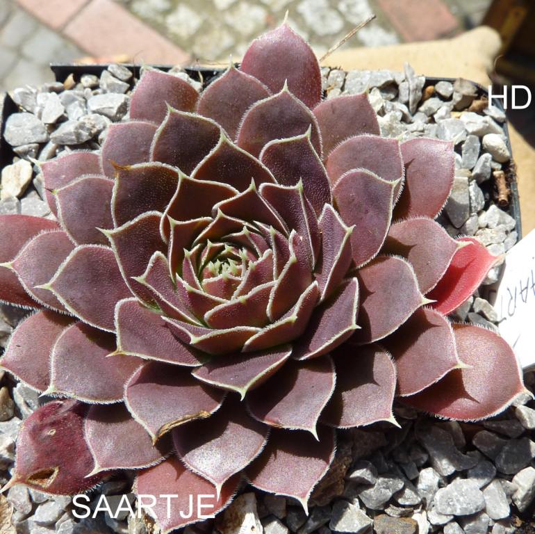 Saartje / Jovi