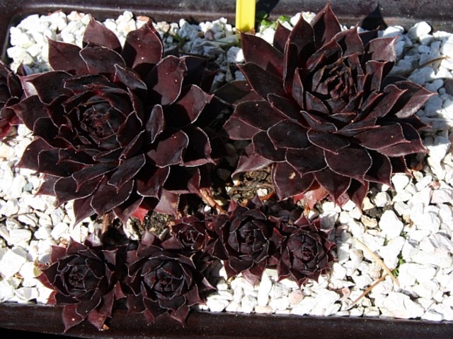 Schwarze Rose