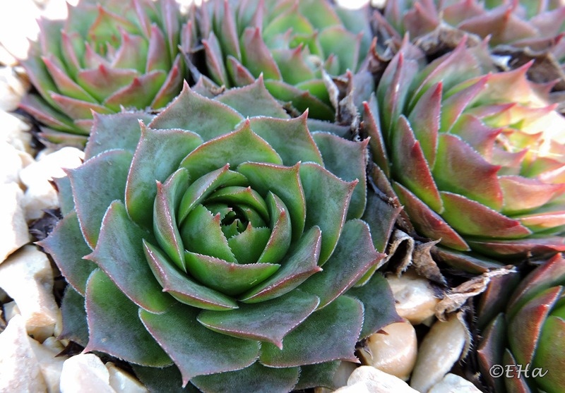 Green Star