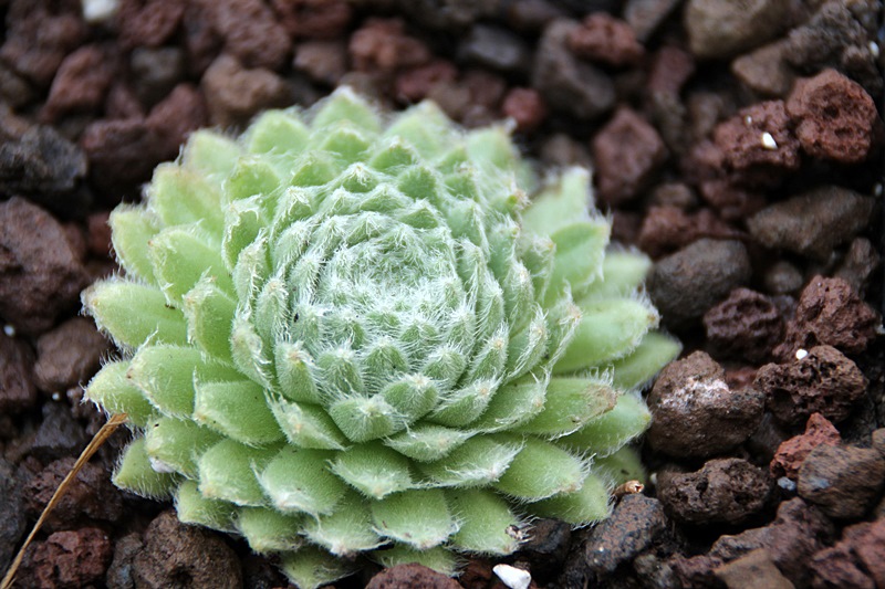 Green Ice