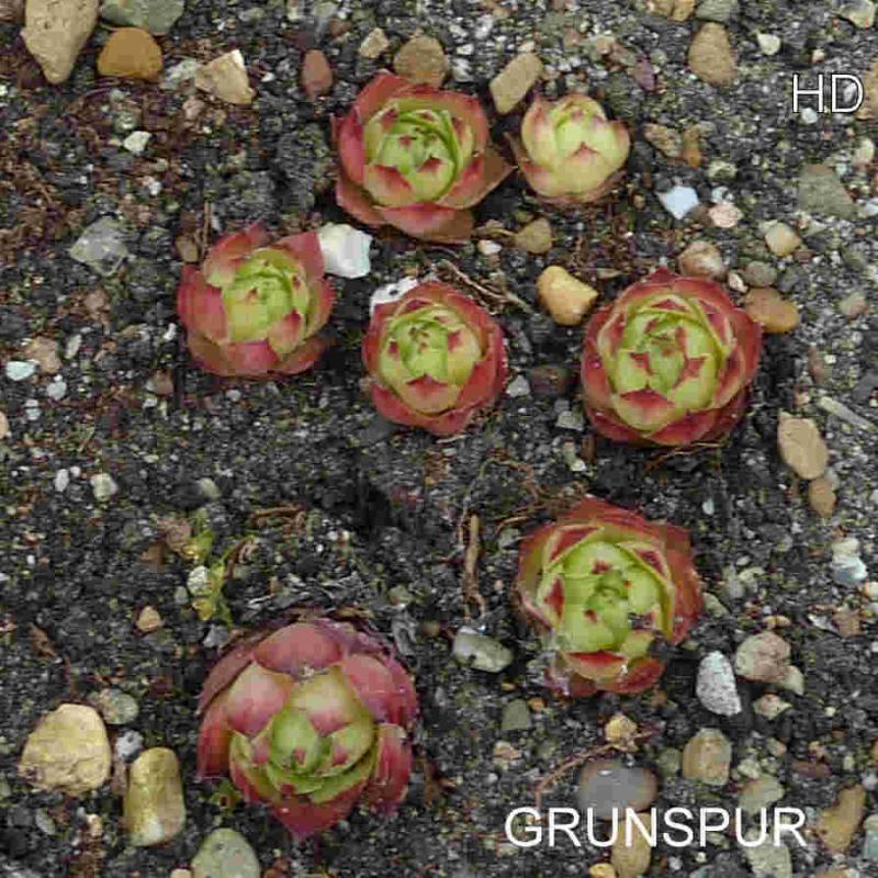 Grunspur