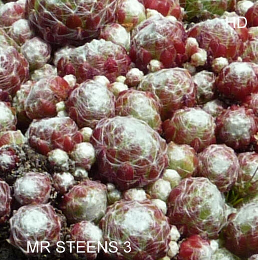 Mr. Steen's 3