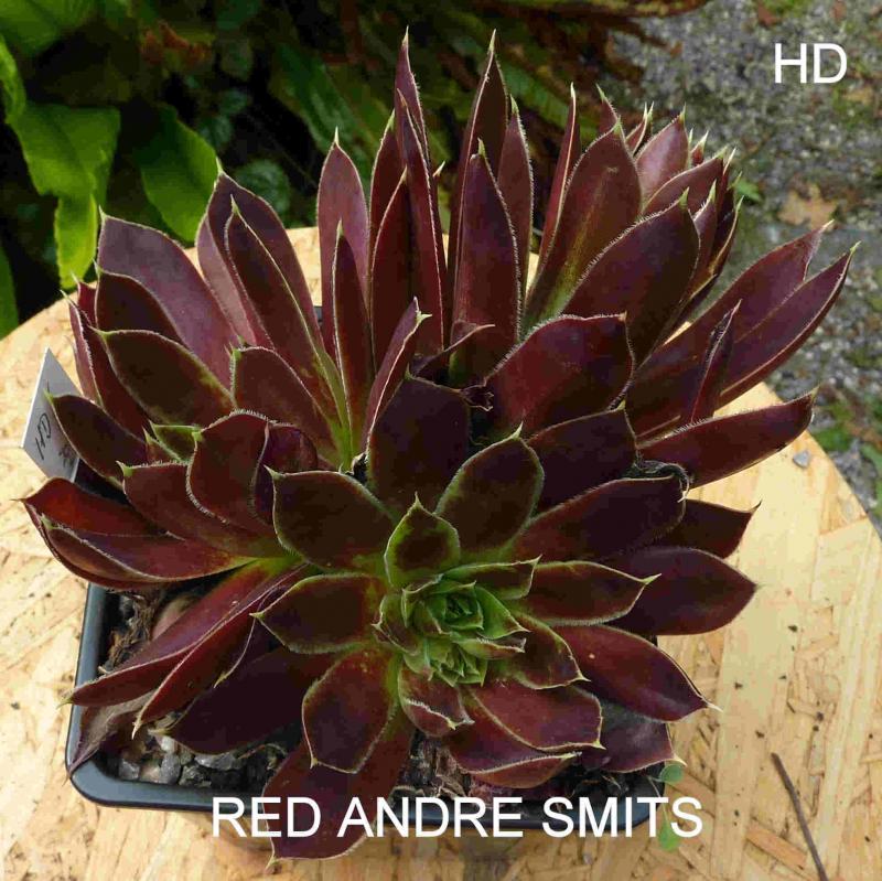 Red Andre Smits / Jovi