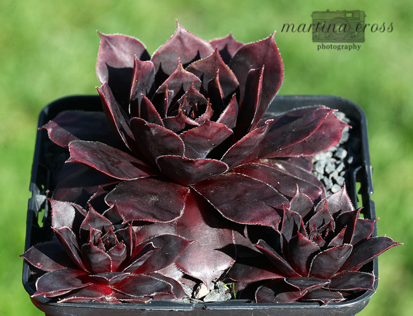Schwarze Rose