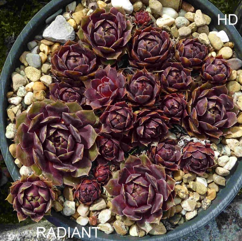 Radiant