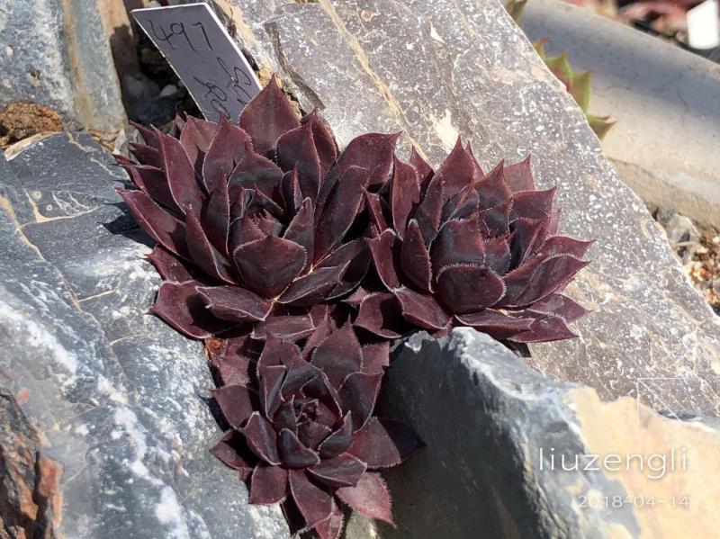 Schwarze Rose