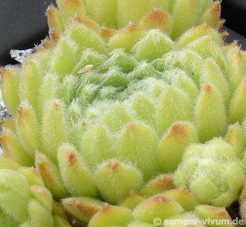 Green Ice