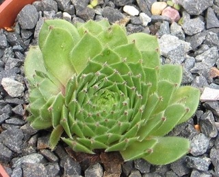 Green Disk