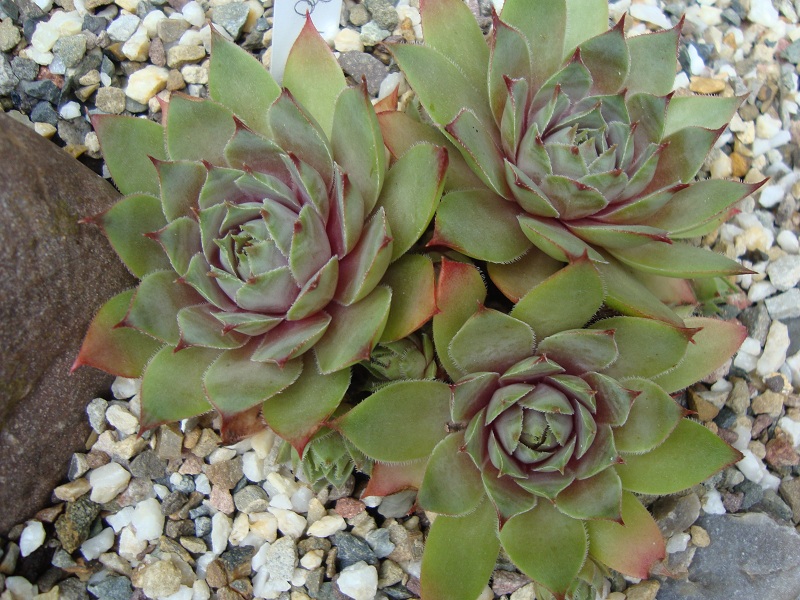 Grey Green