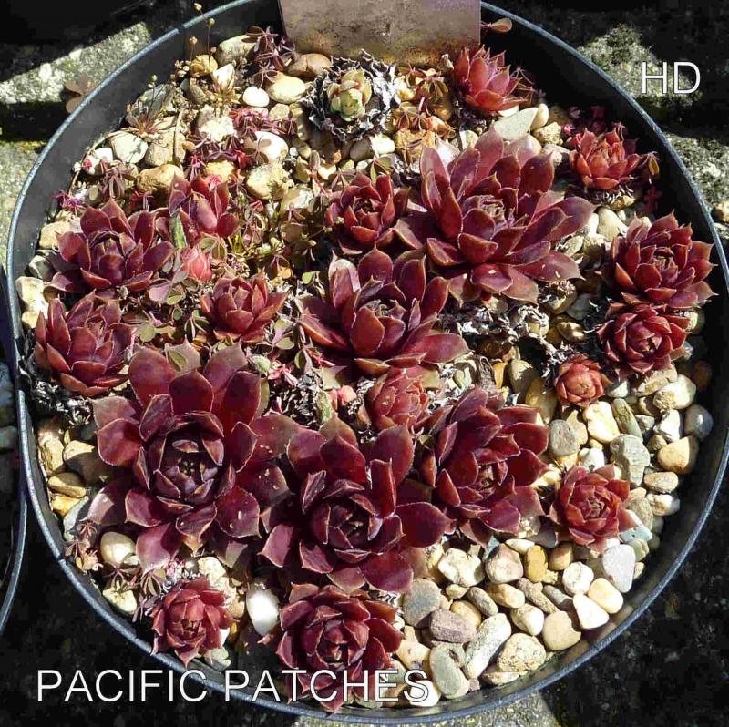Pacific Patches