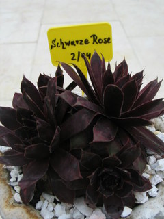 Schwarze Rose