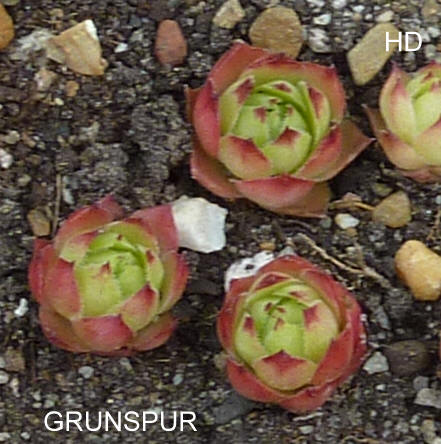 Grunspur