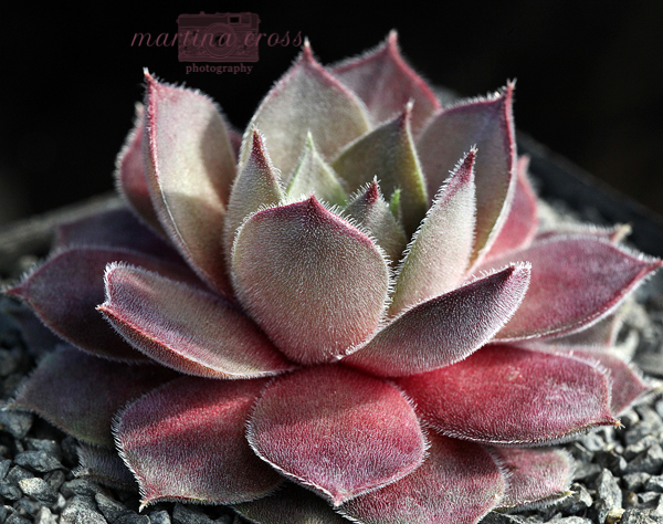 Silver Shadow