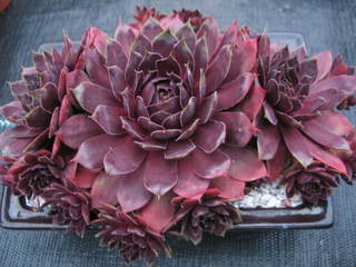 Schwarze Rose