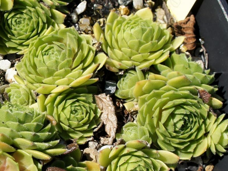 Green Disk