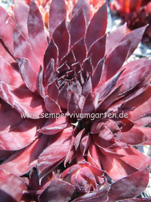 Drachenblut