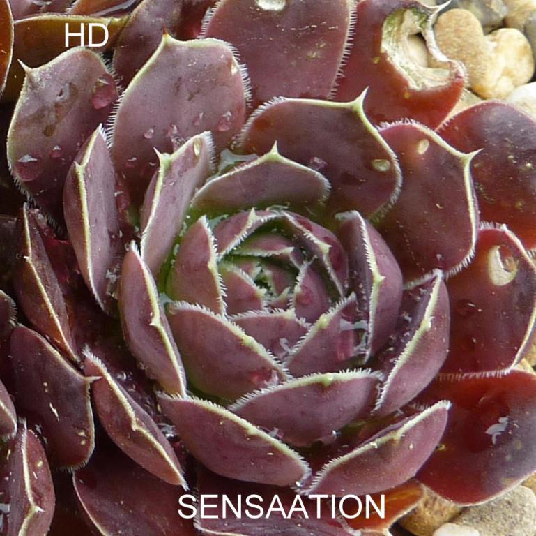 Sensaation / Jovi