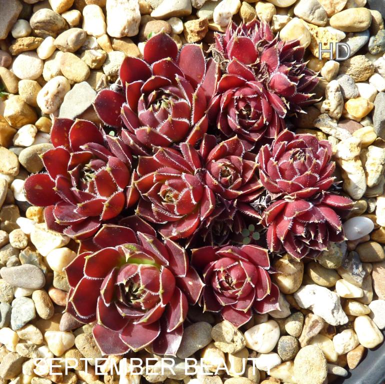 September Beauty / Jovi