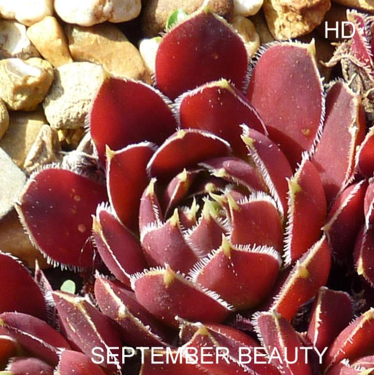 September Beauty / Jovi