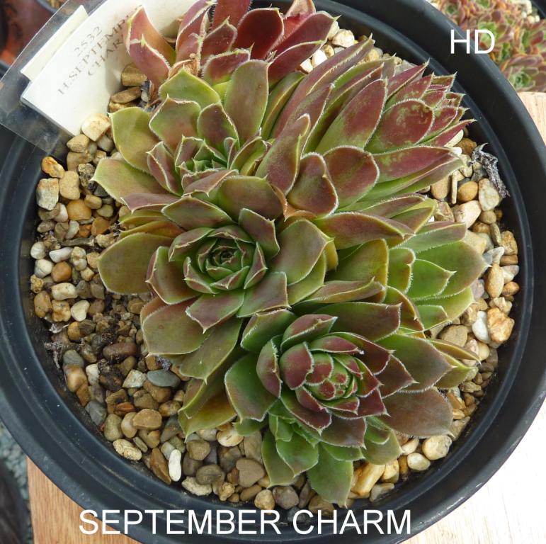 September Charm / Jovi
