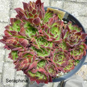Seraphina / Jovi