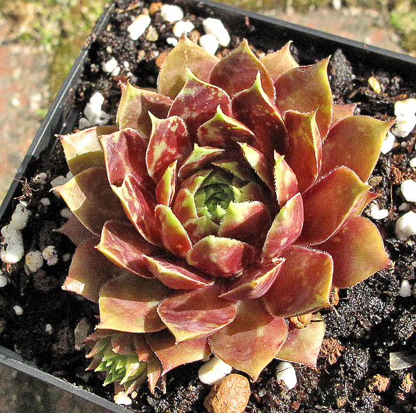 Seraphina