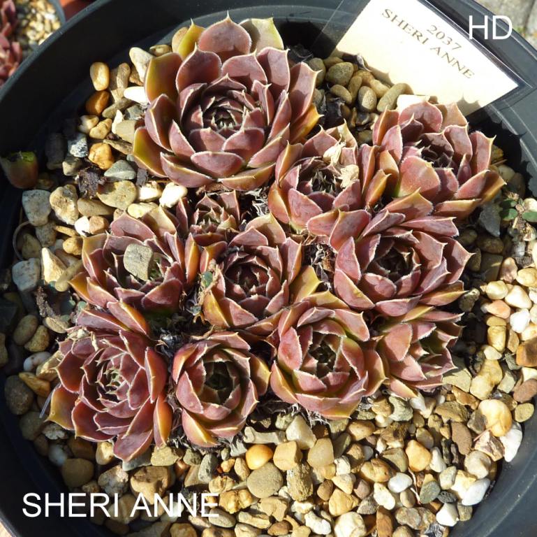 Sheri Anne / Jovi
