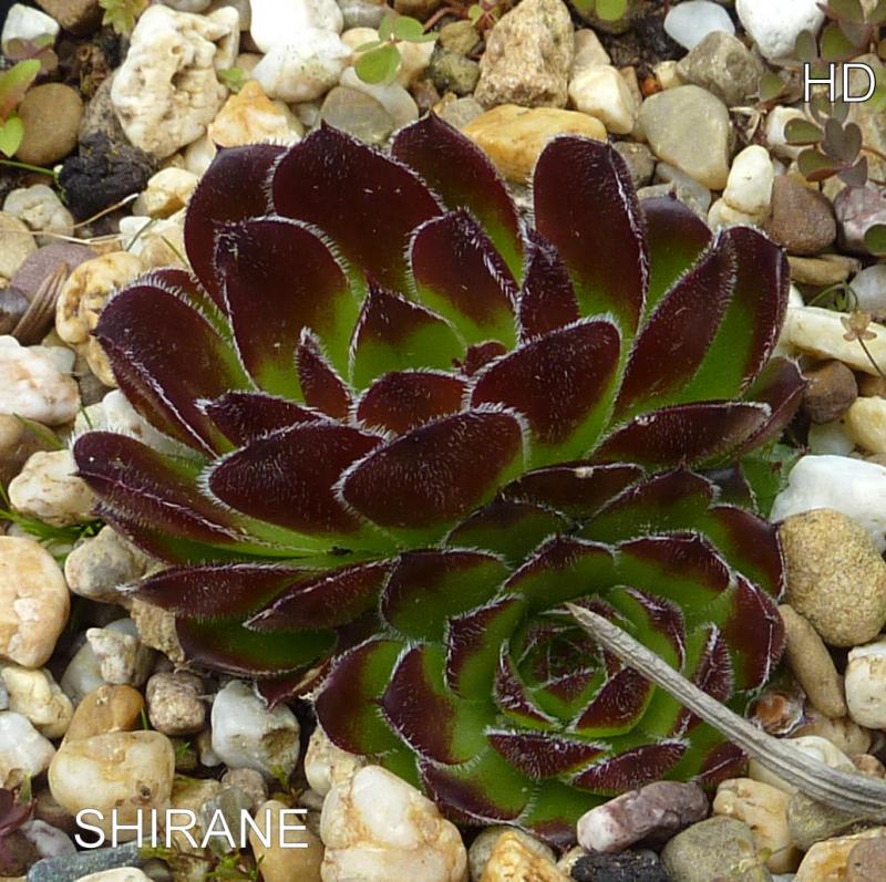 Shirane / Jovi