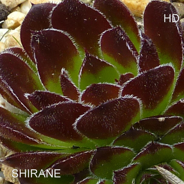 Shirane / Jovi