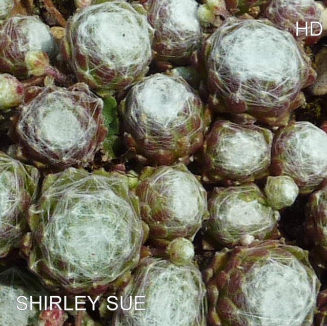 Shirley Sue