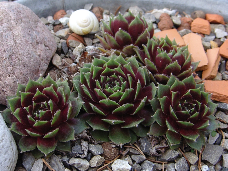 Silberspitz