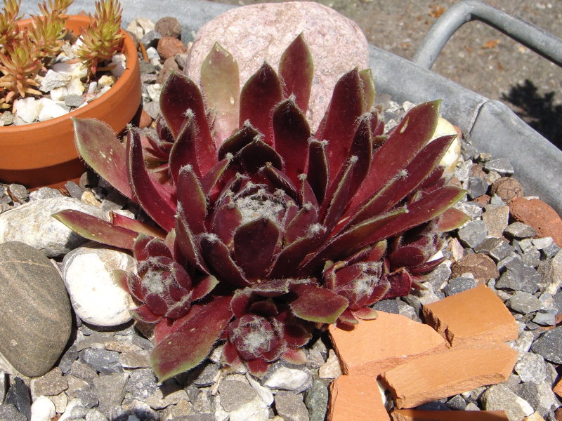 Silberspitz