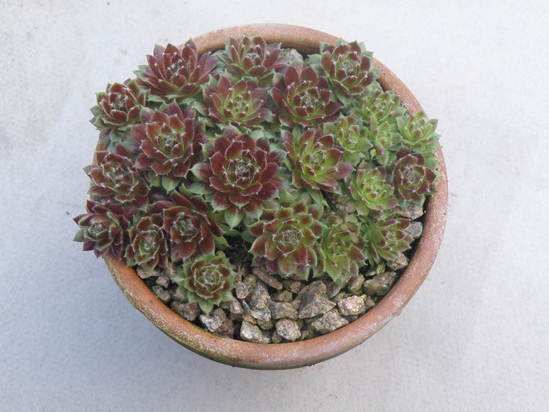 Silberspitz