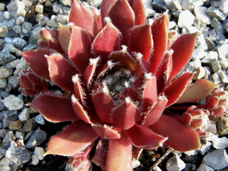 Silberspitz
