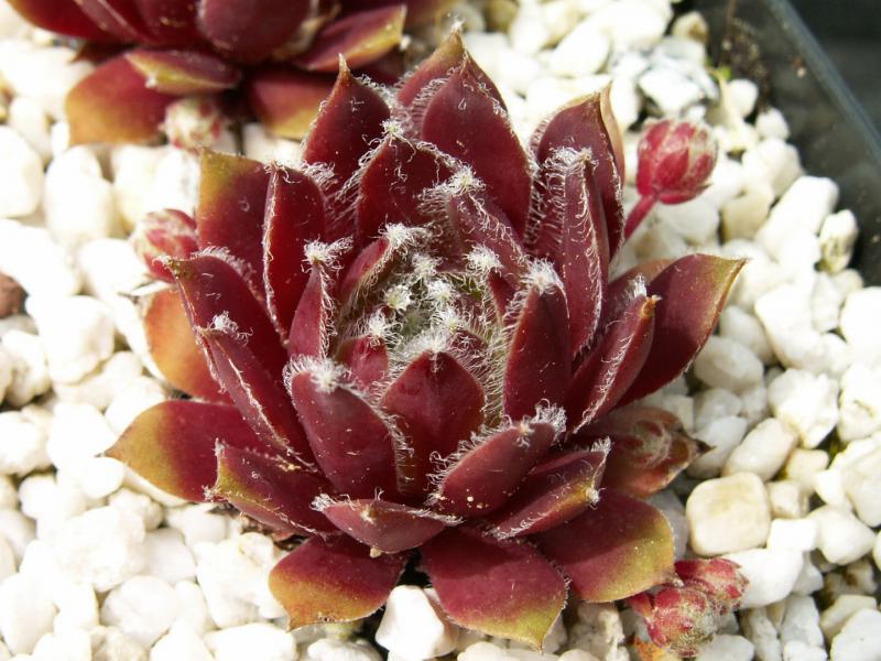 Silberspitz