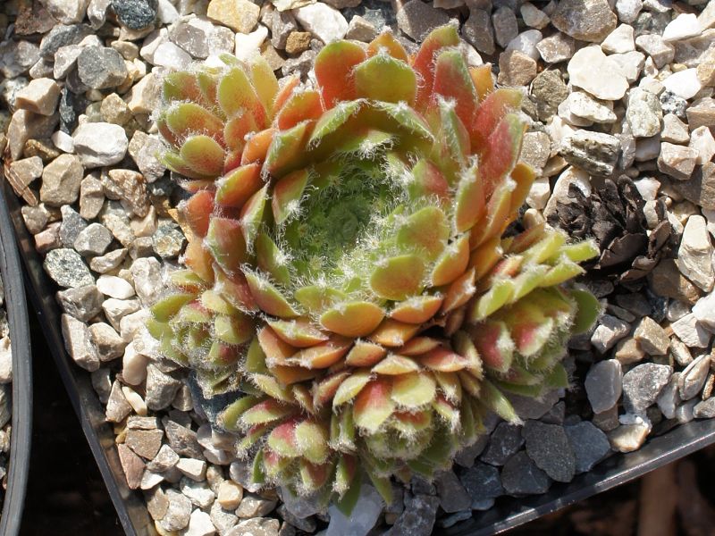 Silberspitz