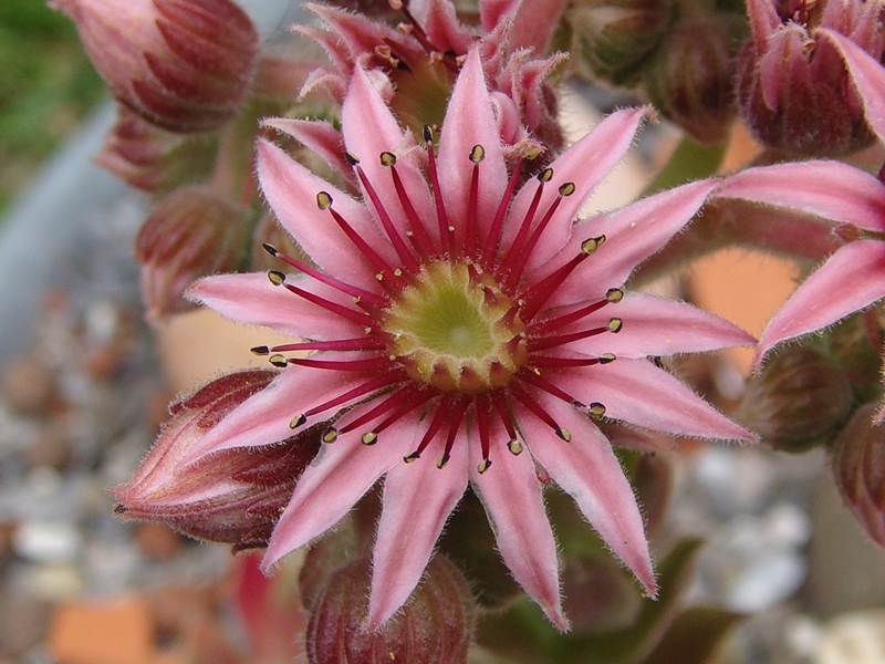 Silberspitz