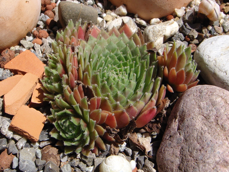 Silberspitz