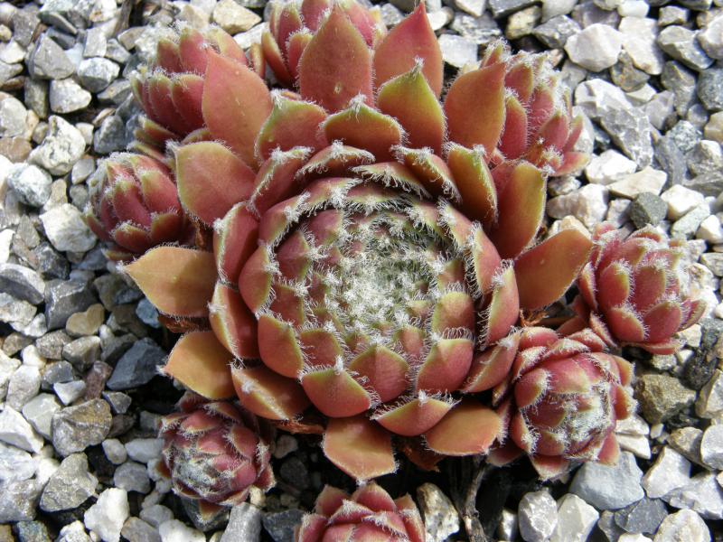 Silberspitz