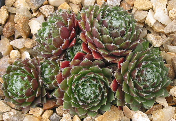 Silberspitz
