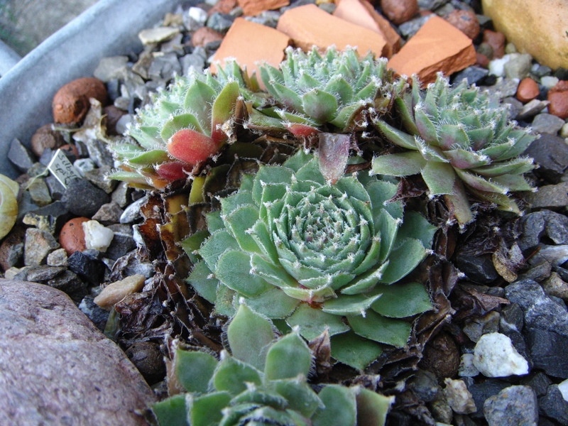 Silberspitz