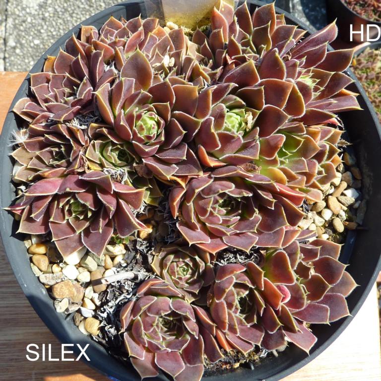 Silex / Jovi