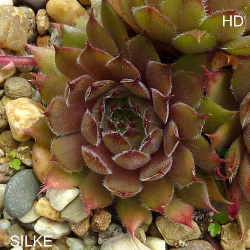 Silke