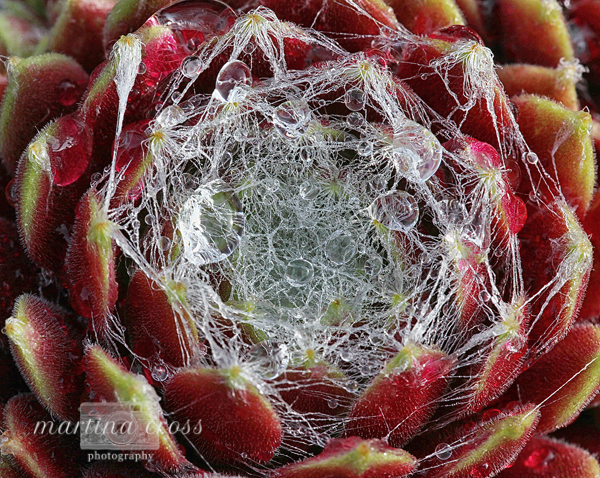Silken Threads