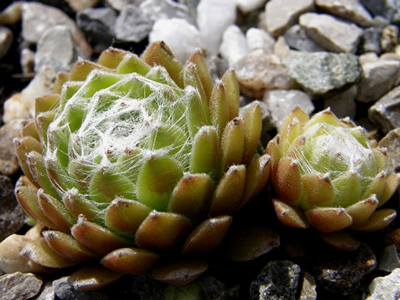 Sill's Wunderblume