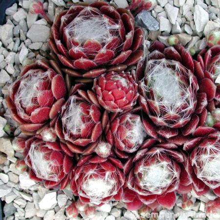 Sill's Wunderblume