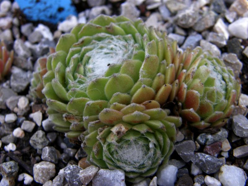 Sill's Wunderblume