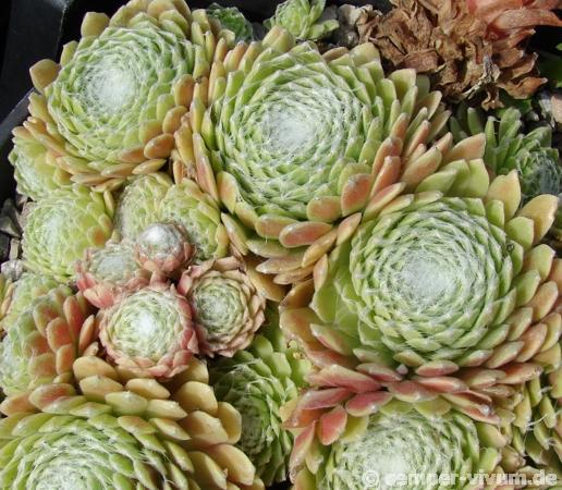 Sill's Wunderblume