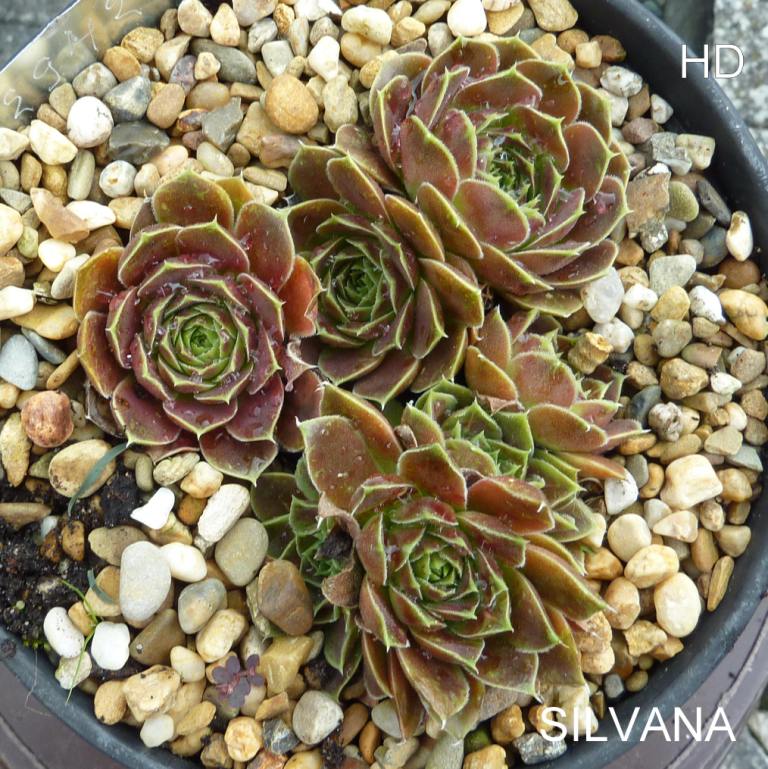 Silvana / Jovi